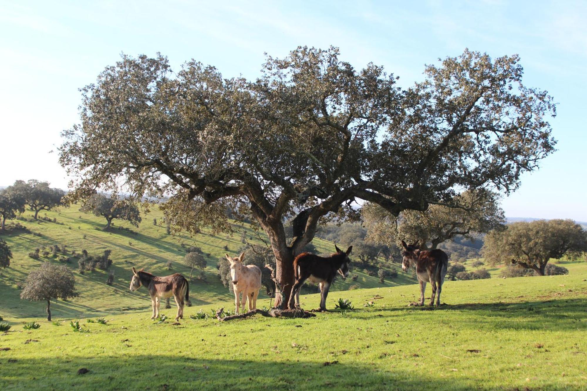 Cerca Agroturismo Xistos מראה חיצוני תמונה