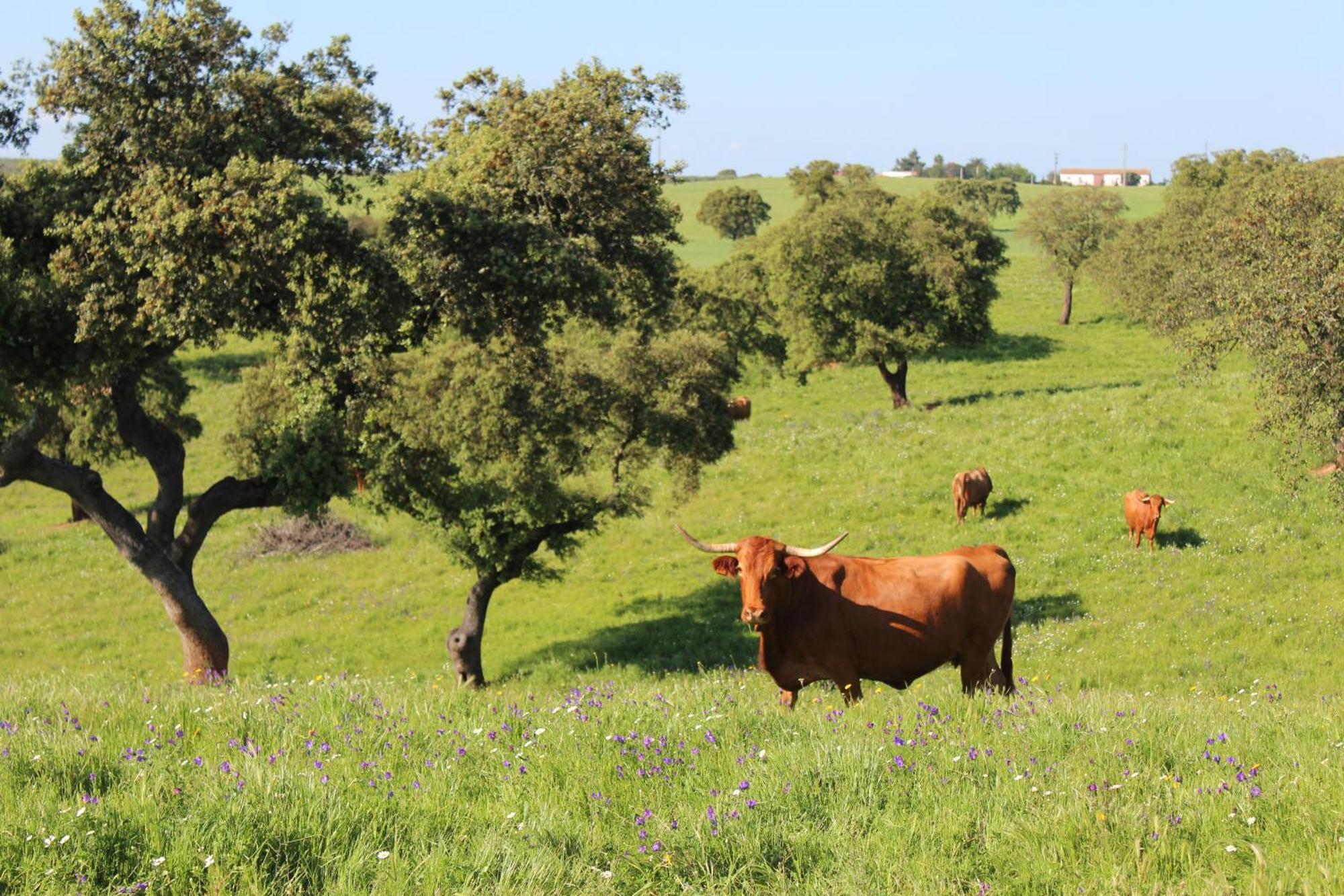 Cerca Agroturismo Xistos מראה חיצוני תמונה