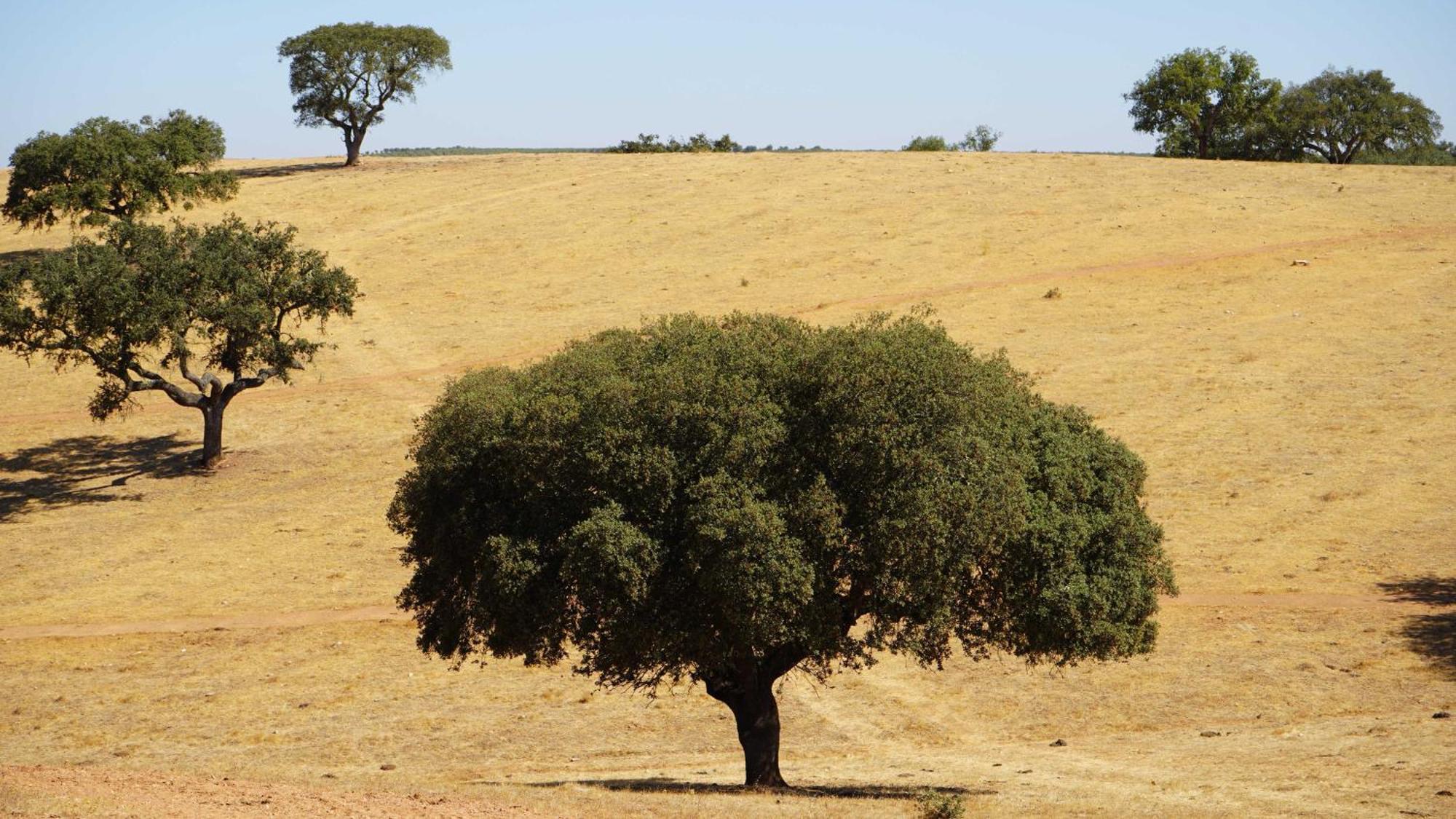 Cerca Agroturismo Xistos מראה חיצוני תמונה